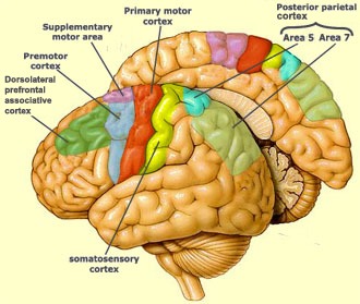 Human Brain